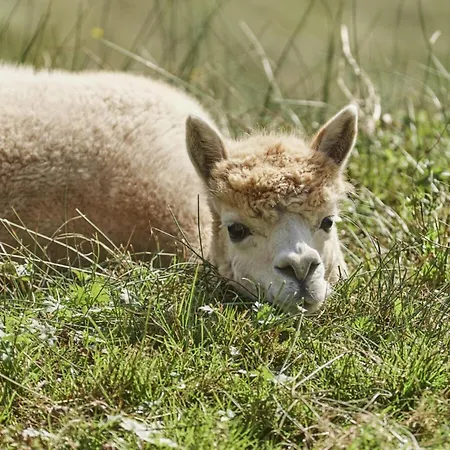 The Neuhaus 公寓 *